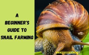 Guide to Snail Farming