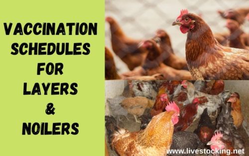 Vaccination Schedule for Layers and Noilers
