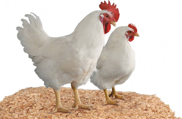 male and female broilers