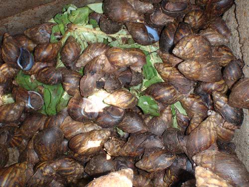 snail farming heliculture