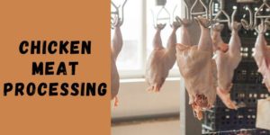 Chicken Meat Processing: A Great Opportunity in Nigeria