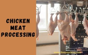 Chicken Meat Processing