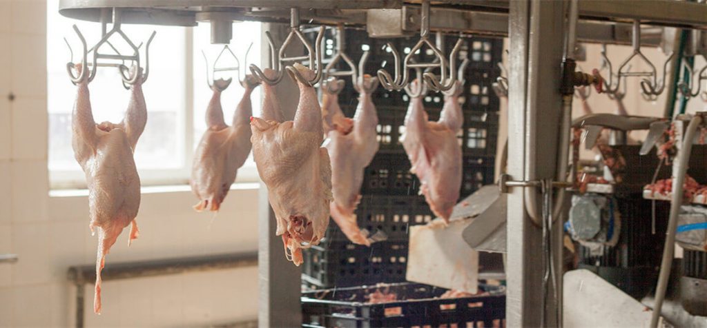 chicken meat processing