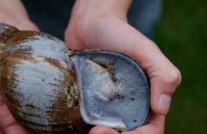 hibernated snail