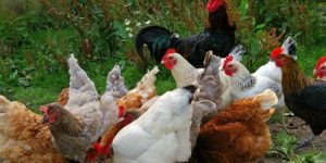 Beginner’s Guide to Village or Local Chicken Farming