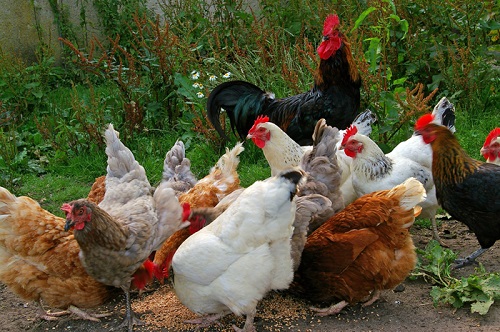 Indigenous local chicken