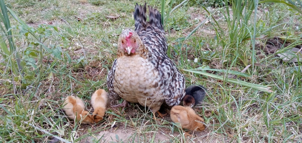 Local Dwarf Chicken