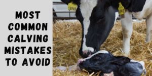 7 Most Common Calving Mistakes to Avoid