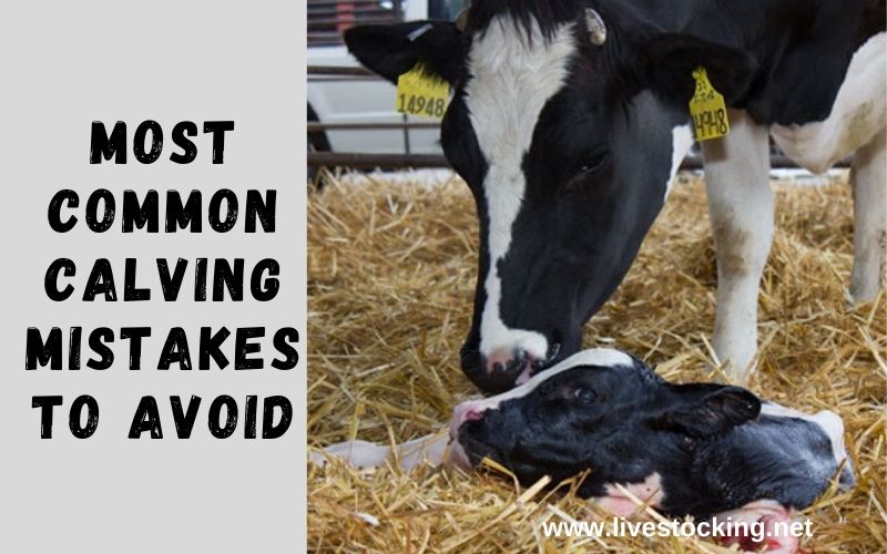 7 Most Common Calving Mistakes to Avoid