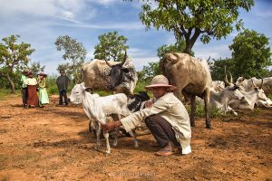 Newborn Calf Livestocking