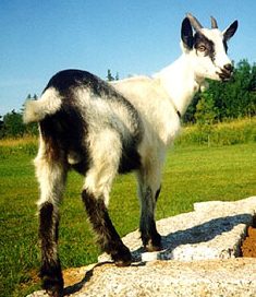 Alphine goat