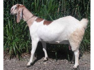 Jamnapari goat