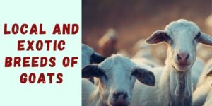 Local and Exotic Breeds of Goats