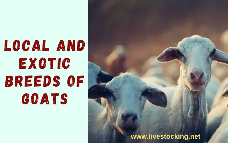 Local and exotic breeds of goats