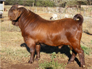 Kalahari Red Buck Goat