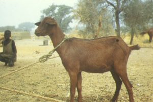 Maradi or Red Sokoto Goat