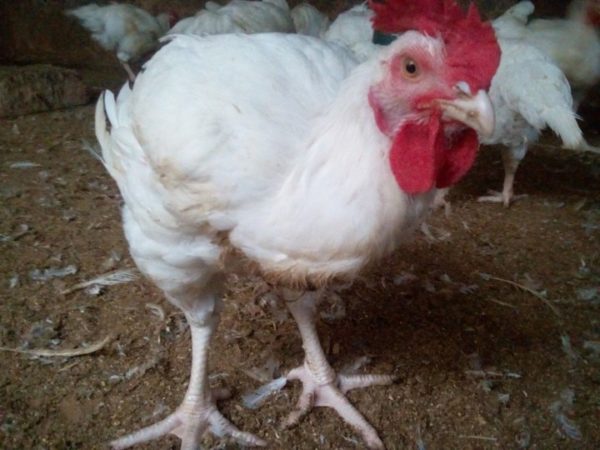 Excellent Starter and Finisher Formula for Great Broiler Weight (eBook)
