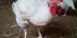 Special Broiler Feed Formula for Faster Growth & Big Weight