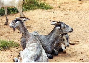 sahelian goats