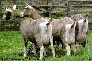 toggenburg