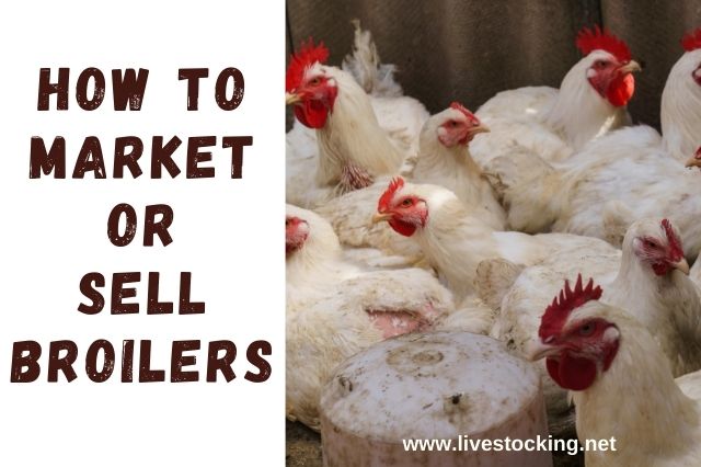 How to Market or Sell Your Broilers