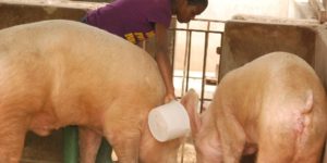 Nutritional Requirements of Pig