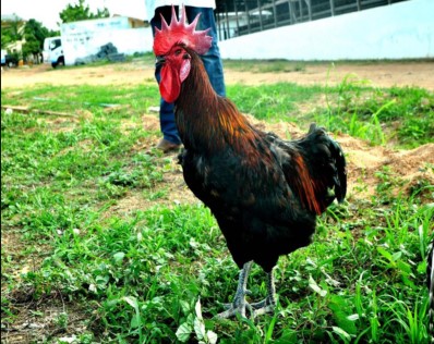 Adult Noiler Rooster