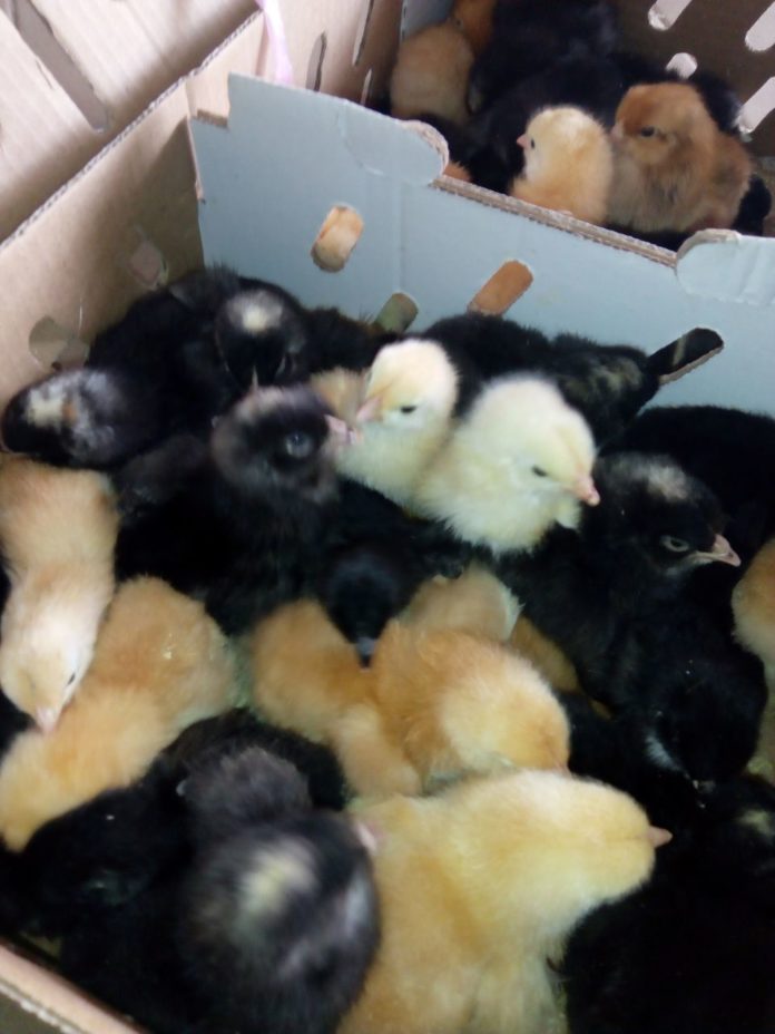 Noiler Chicken Breed History, Features & Other Facts