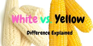 Difference Between White and Yellow Corn / Maize