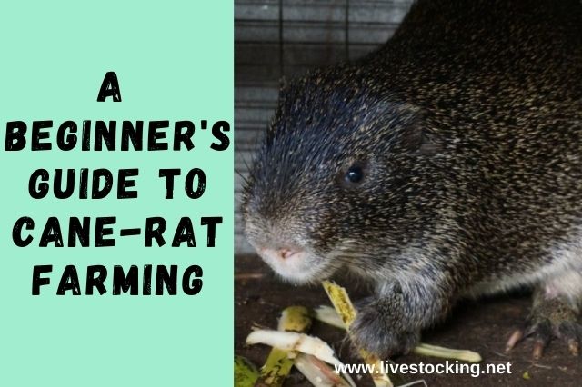 How to Start Grasscutter Farming