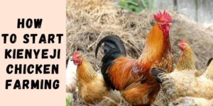 How to Start Kienyeji Chicken Farming