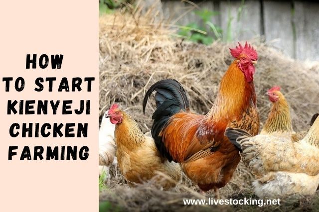 How to Start Kienyeji Chicken Farming