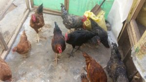 Noiler Chickens