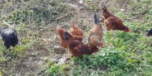 Noiler Chicken Breed: History, Features & Other Facts