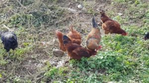 Noiler Chickens Scavenging