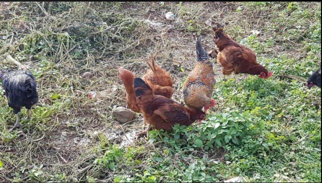 Noiler Chickens Scavenging