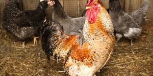 12 Ways to Sell Chickens & Eggs Quickly