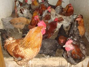 Kuroiler Chickens