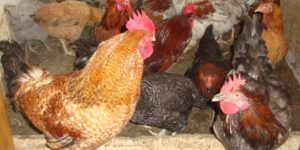 Kuroiler Chicken Breed: History, Features & Other Facts