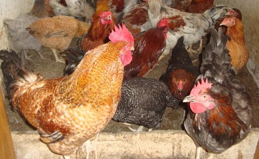 kuroiler chickens