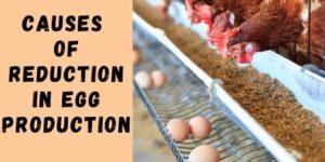 7 Causes of Reduction in Egg Production