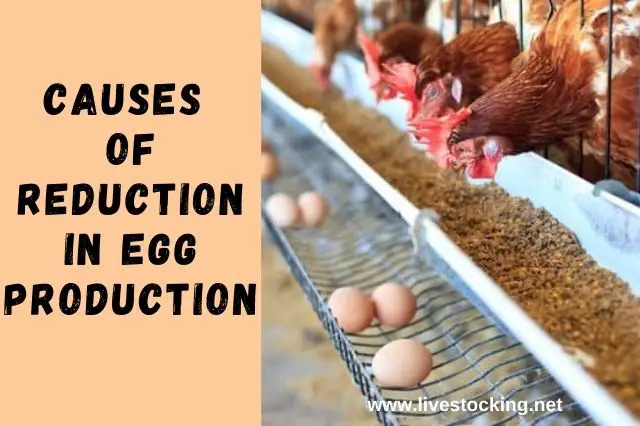 Causes of Reduction in Egg Production