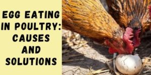 Egg Eating in Poultry: Causes & Solutions