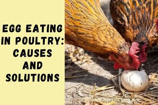 Egg Eating in Poultry
