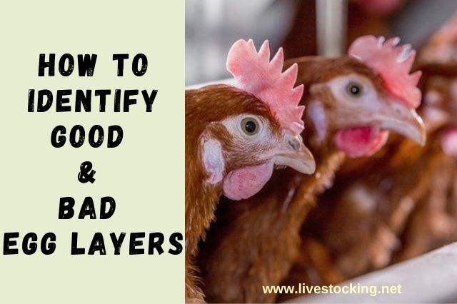 How To Identify Good & Poor Egg Layers