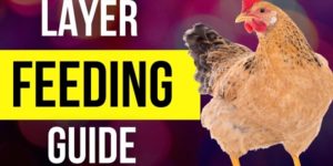 [PDF] Layers Feeding Guide, Growth & Weight Chart