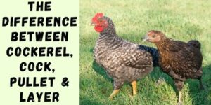 The Difference Between Cockerel, Cock, Pullet & Layer