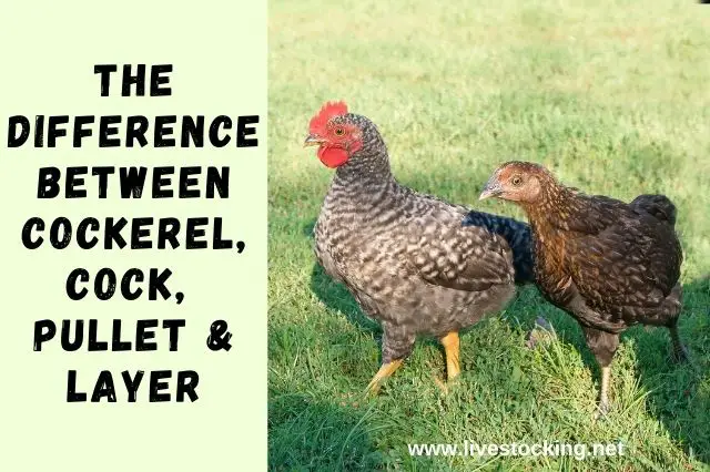 The Difference between Cockerel, Cock, Pullet & Layer