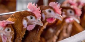 12 Common Poultry Diseases and How to Deal With Them