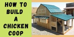 [DIY] How to Build a Chicken Coop